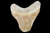 Bargain, Bone Valley Megalodon Tooth - Florida #99829-1